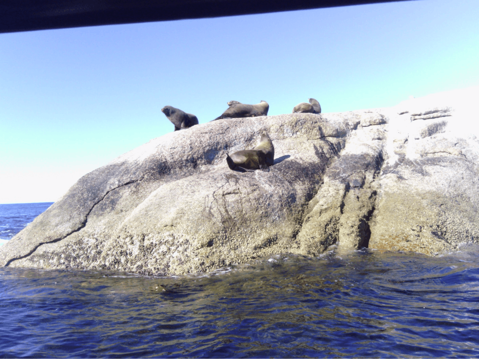 Fur seals on Aligator Rock. Governors Is marine reserve