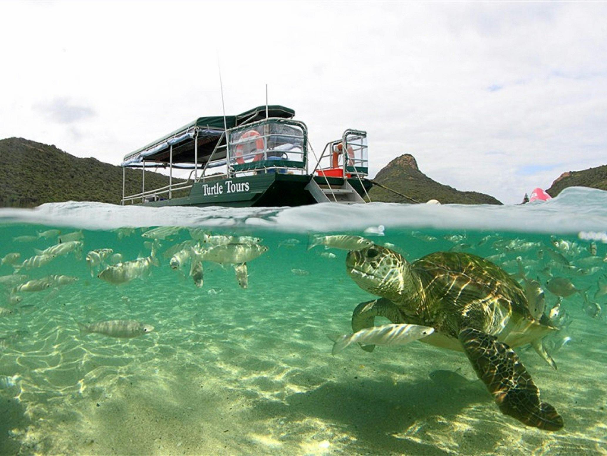 Marine Adventures Turtle Tours