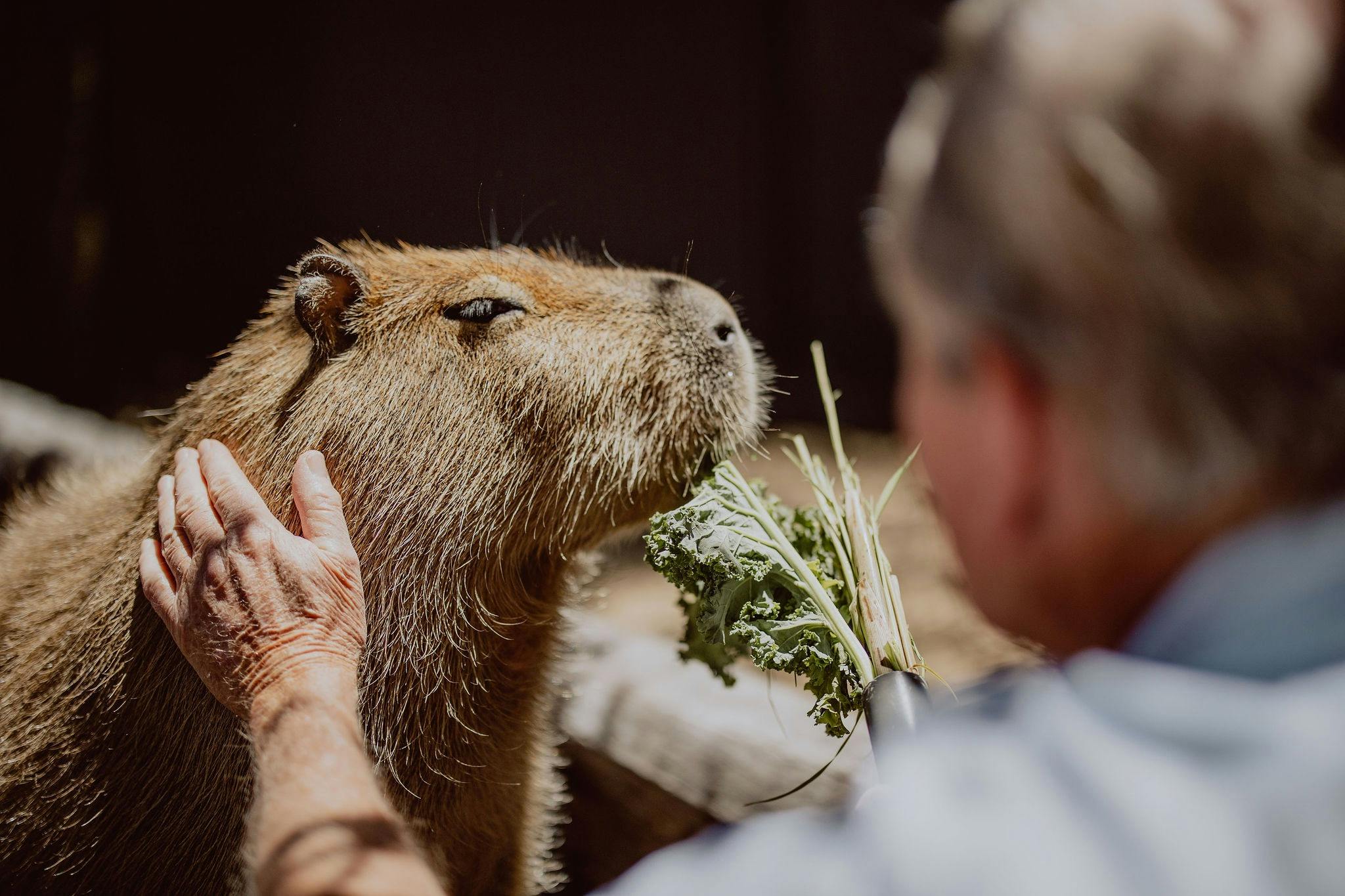 Capybaras encounter