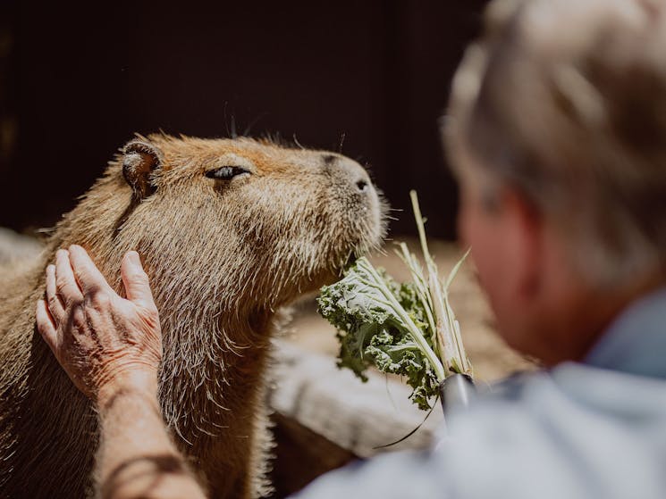 Capybaras encounter