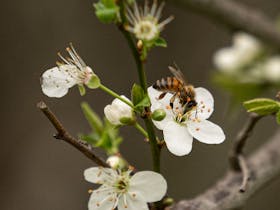 Mt Brown is a hive of activity in spring!