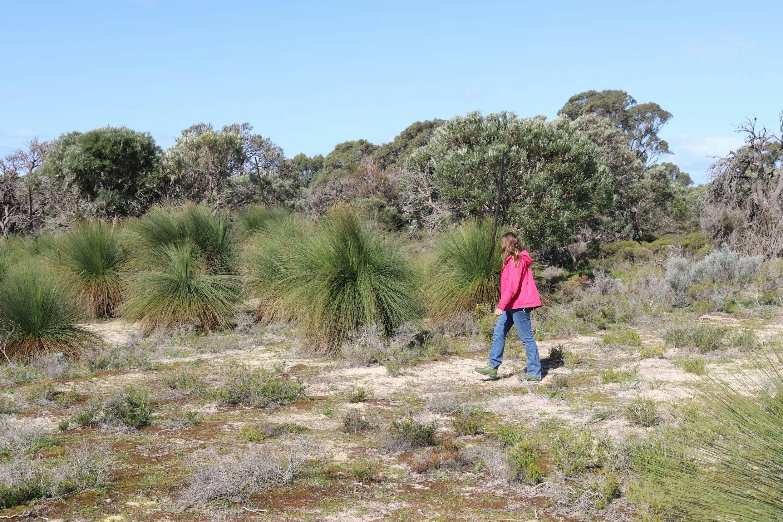 A woman in a pink jacket walking in Australian Bushland.
