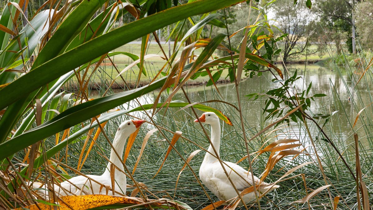 Two ducks Two ducks