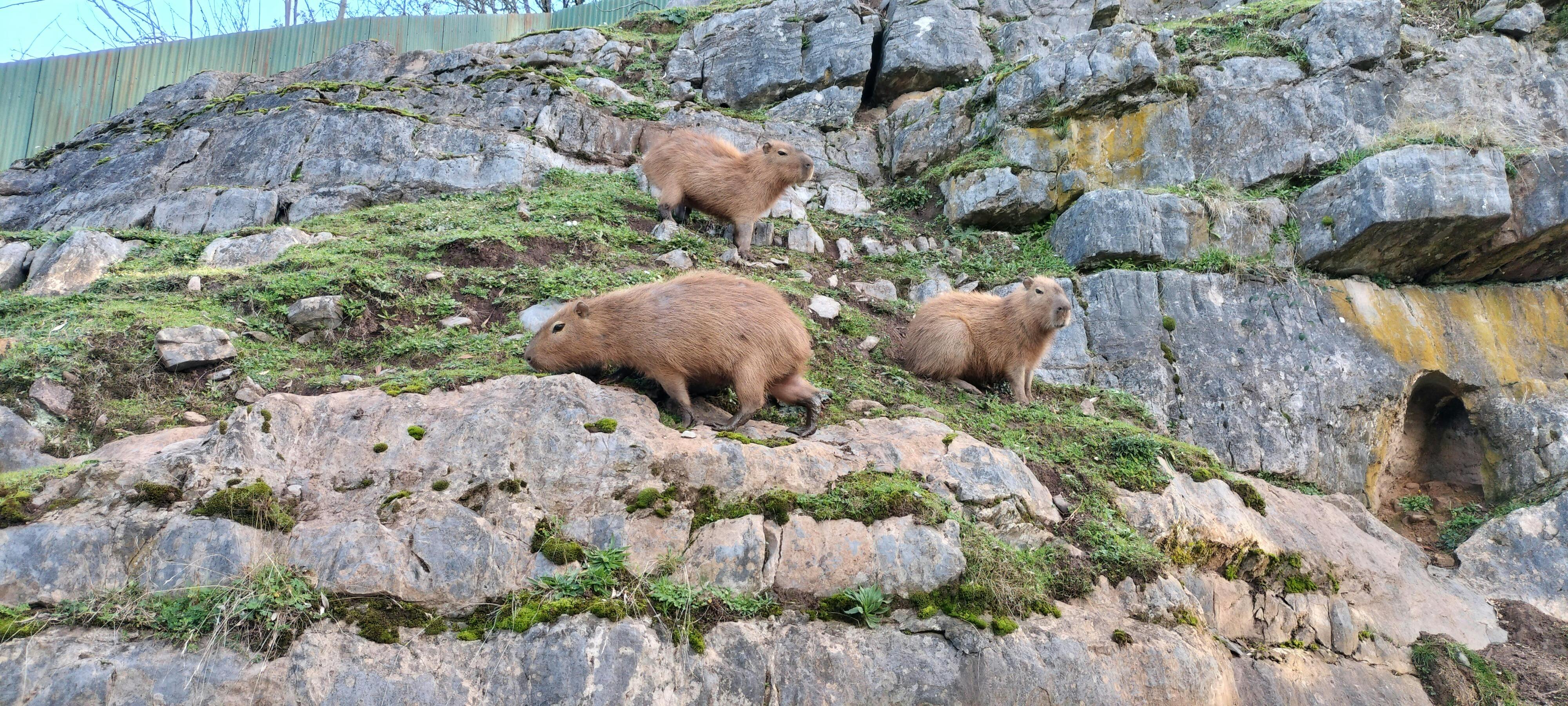 Capybara's