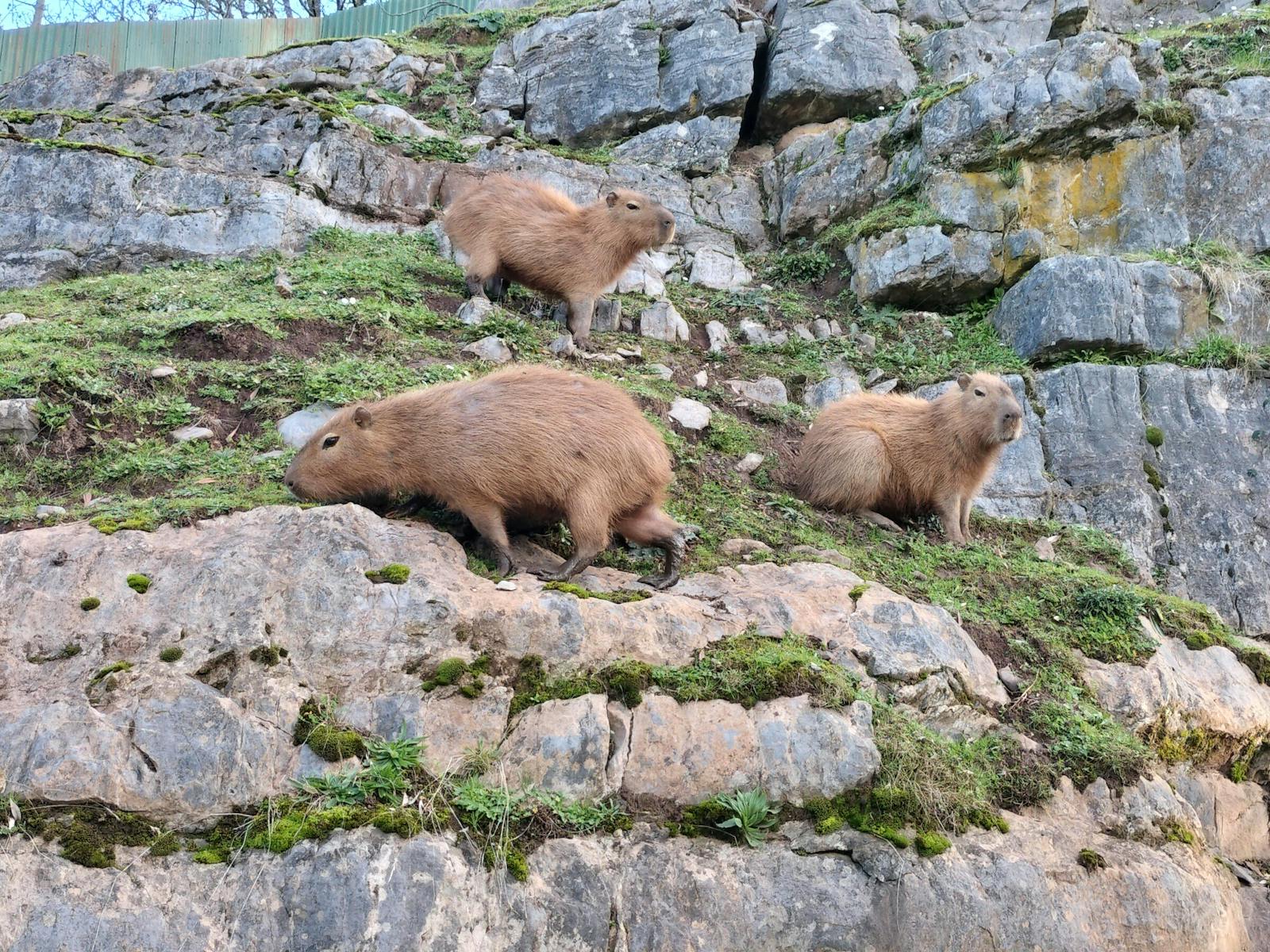 Capybara's