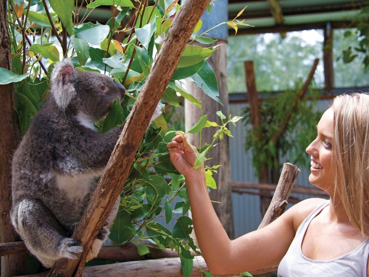 woman patting a koala resting in a tree at featherdale wildlife park