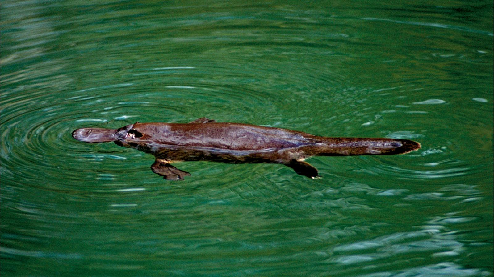 Platypus spotting at Broken River