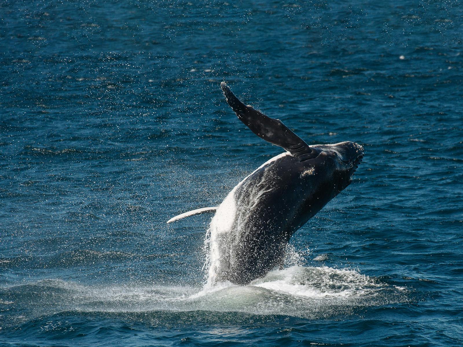 Image for Sydney Whale Watching Cruise