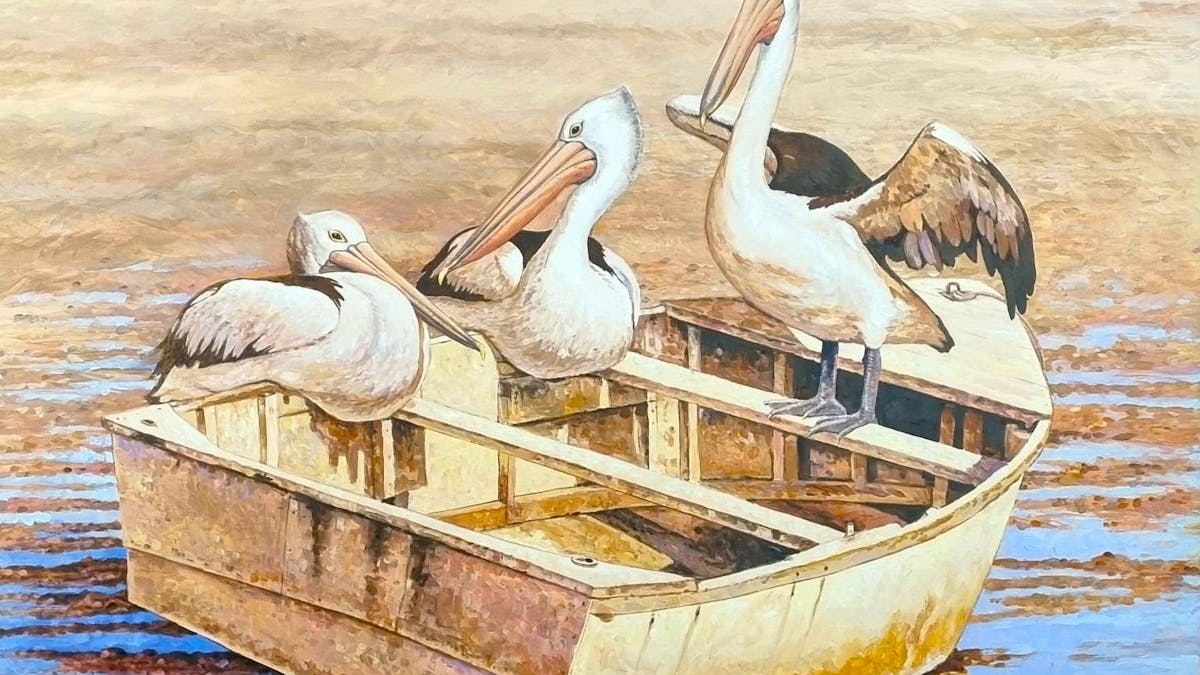 Pelicans