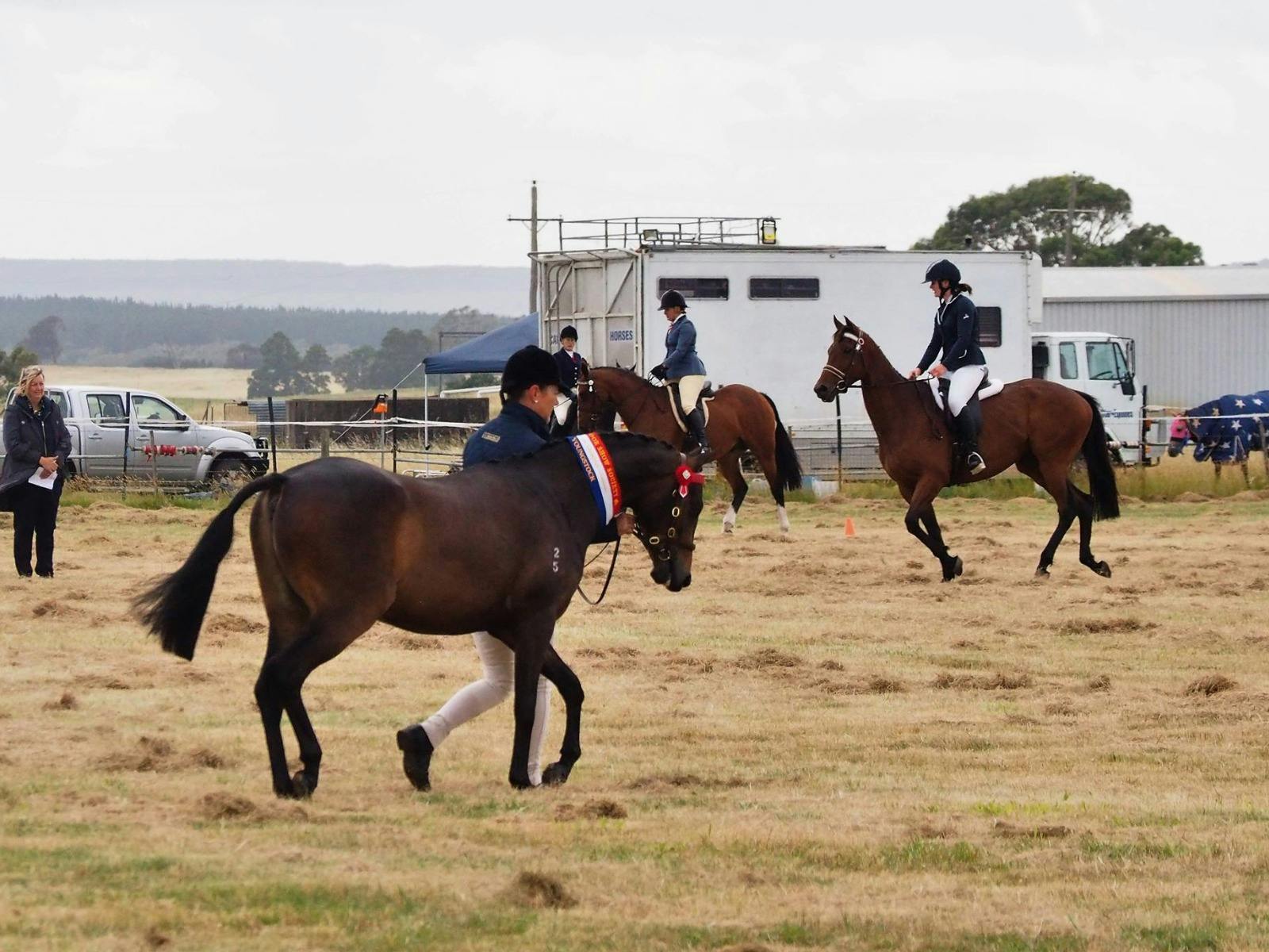 Equestrian horses trotting around in the paddock on show
