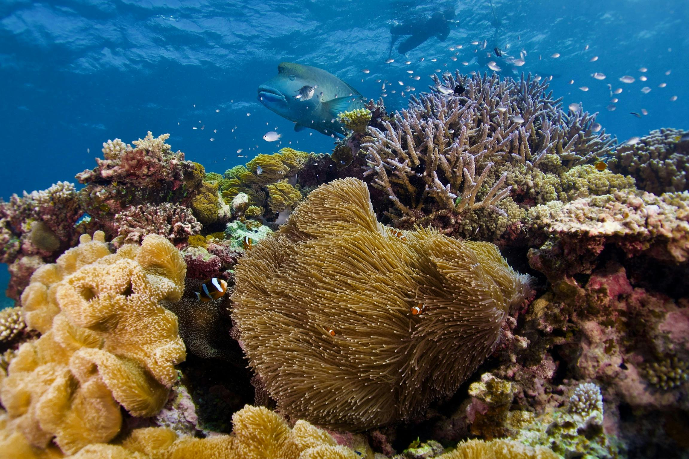 clown anemone fish and Maori wrasse with snorkeler looking on from above