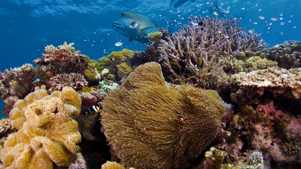 clown anemone fish and Maori wrasse with snorkeler looking on from above