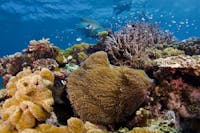 clown anemone fish and Maori wrasse with snorkeler looking on from above