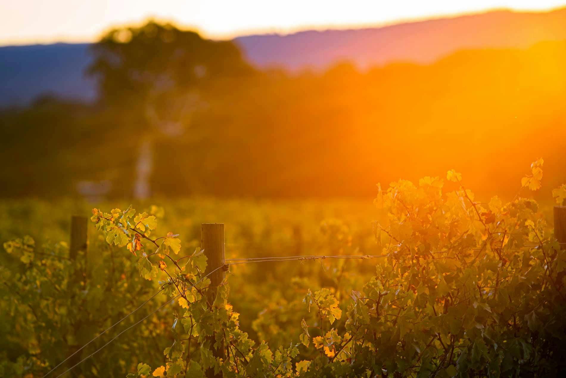 Best of the Adelaide Hills Photography Tour