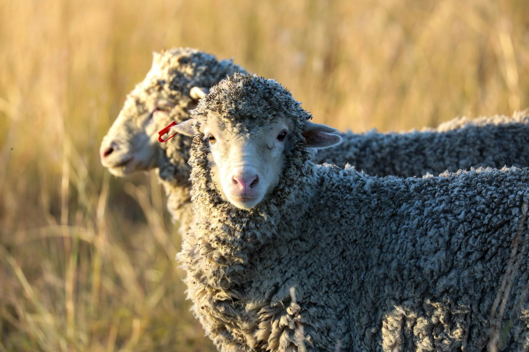 Sheep on Verona - one of many woolly friends