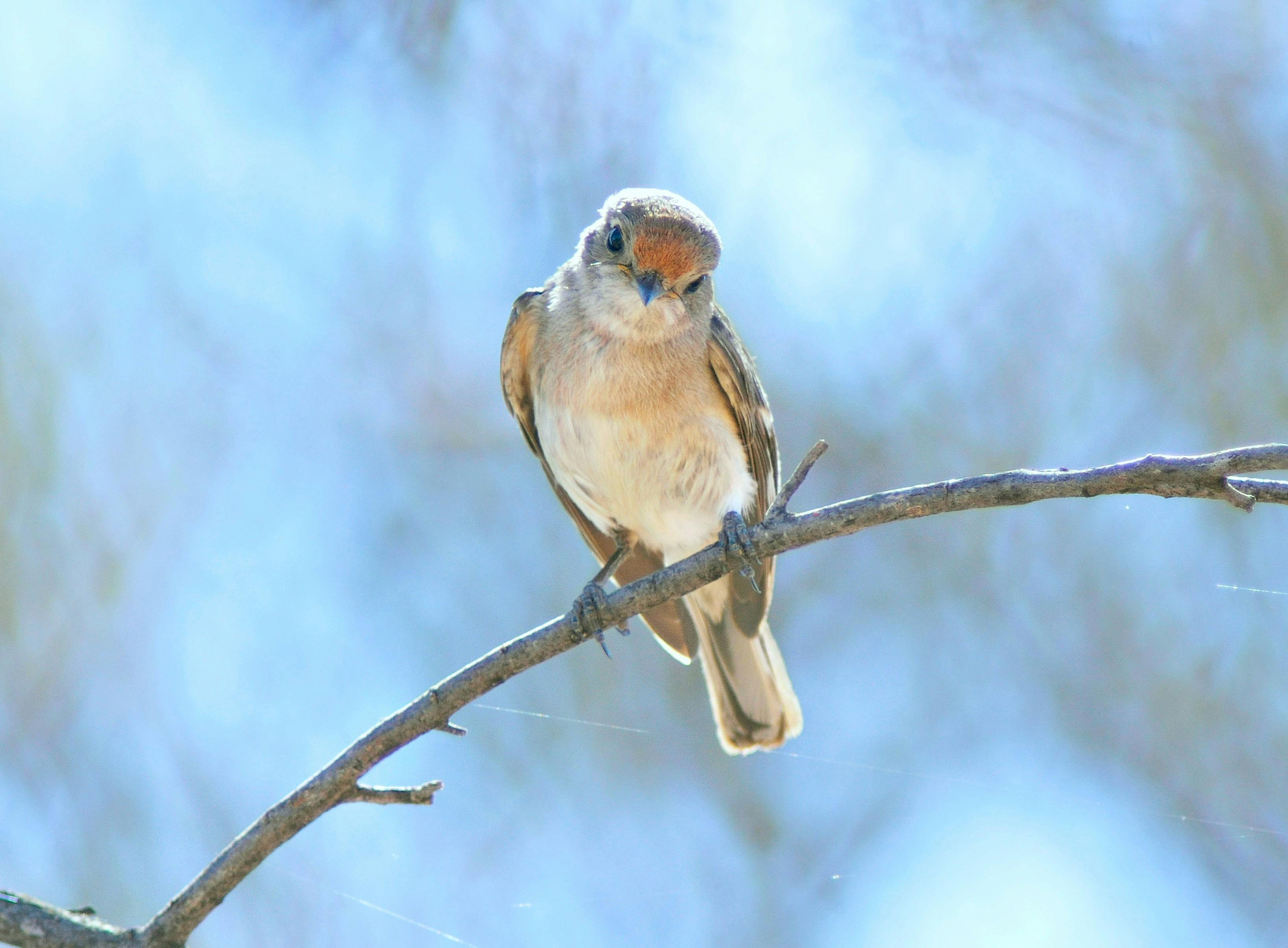 Bowra Wildlife Sanctuary