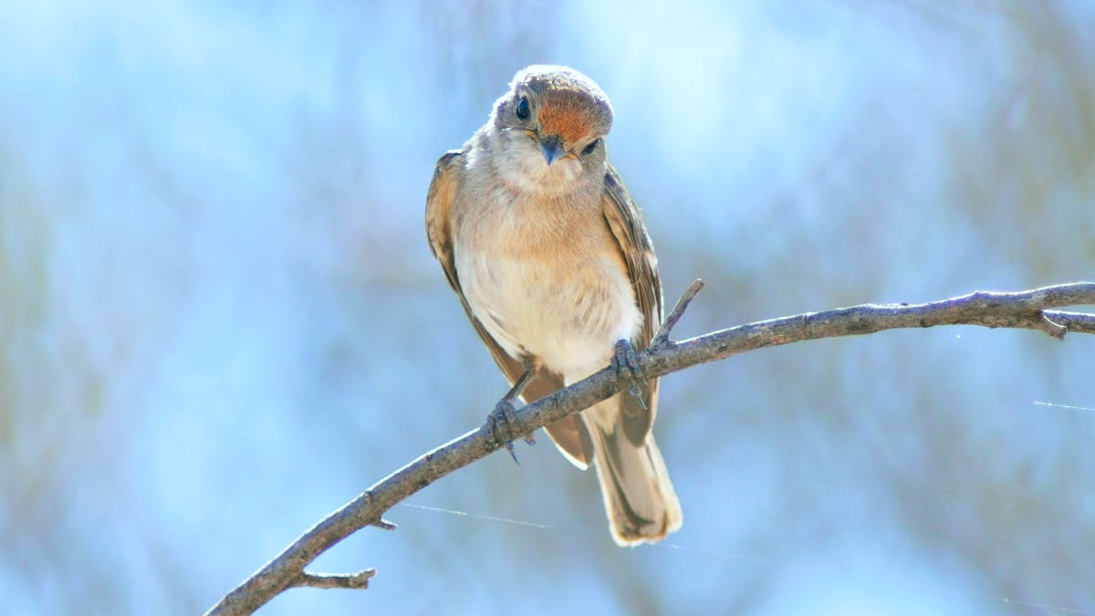 Female Red-capped Robin in mulga woodland on Bowra Wildlife Sanctuary.