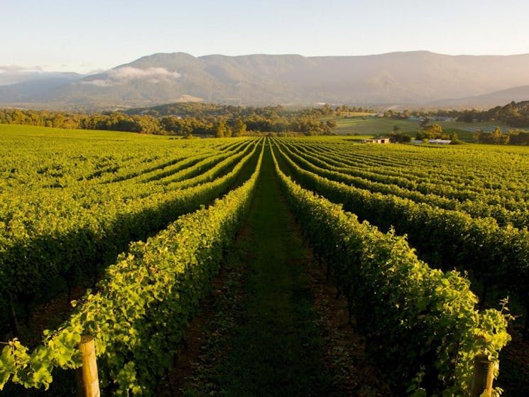 Australia By Air Mudgee Boutique Wine Tour Sydney