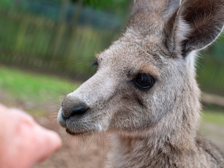 Hand touching kangaroo