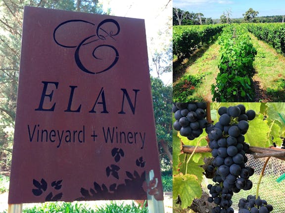 Elan Vineyard and Winery