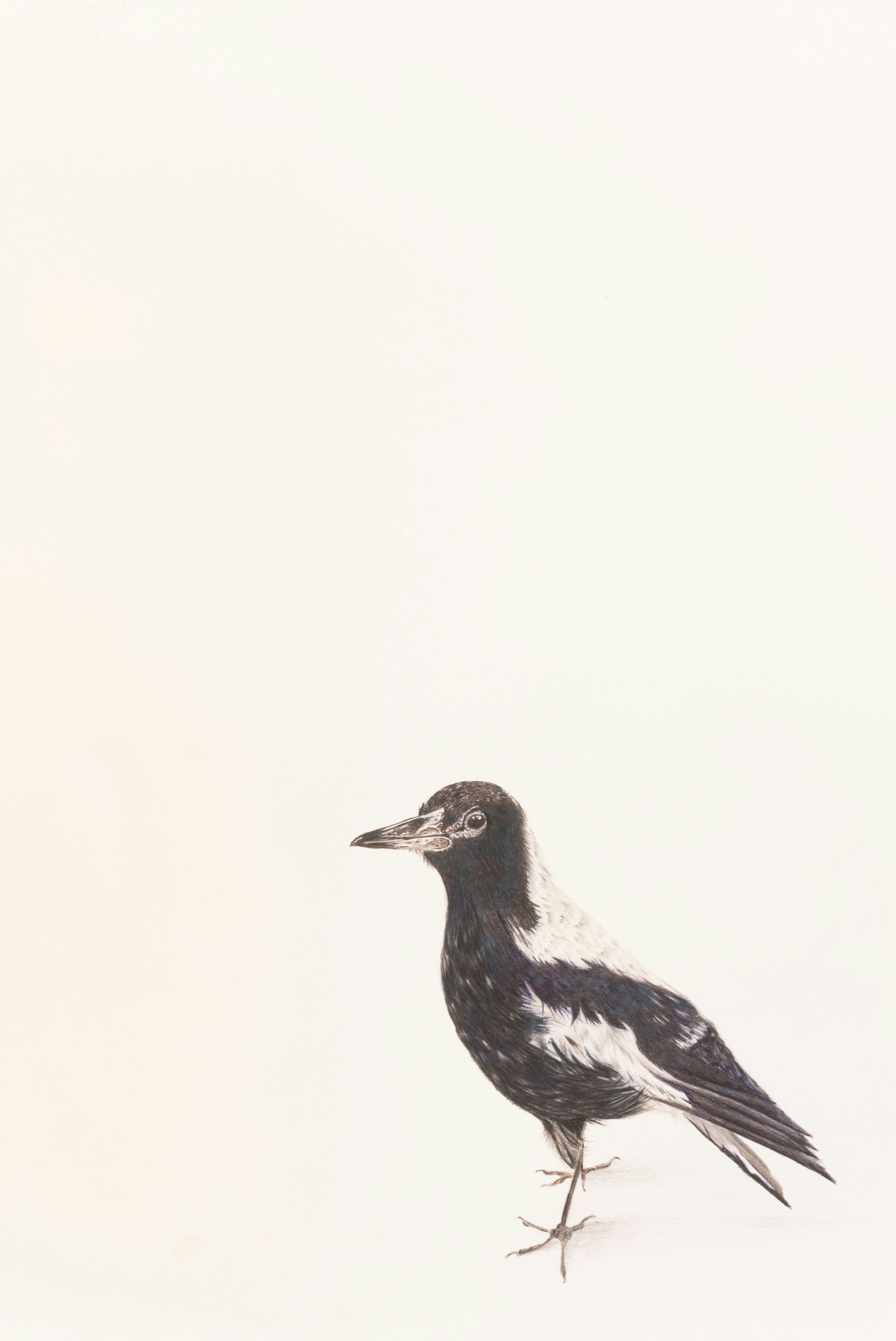 A Black and White Australian Magpie drawn with colour pencil