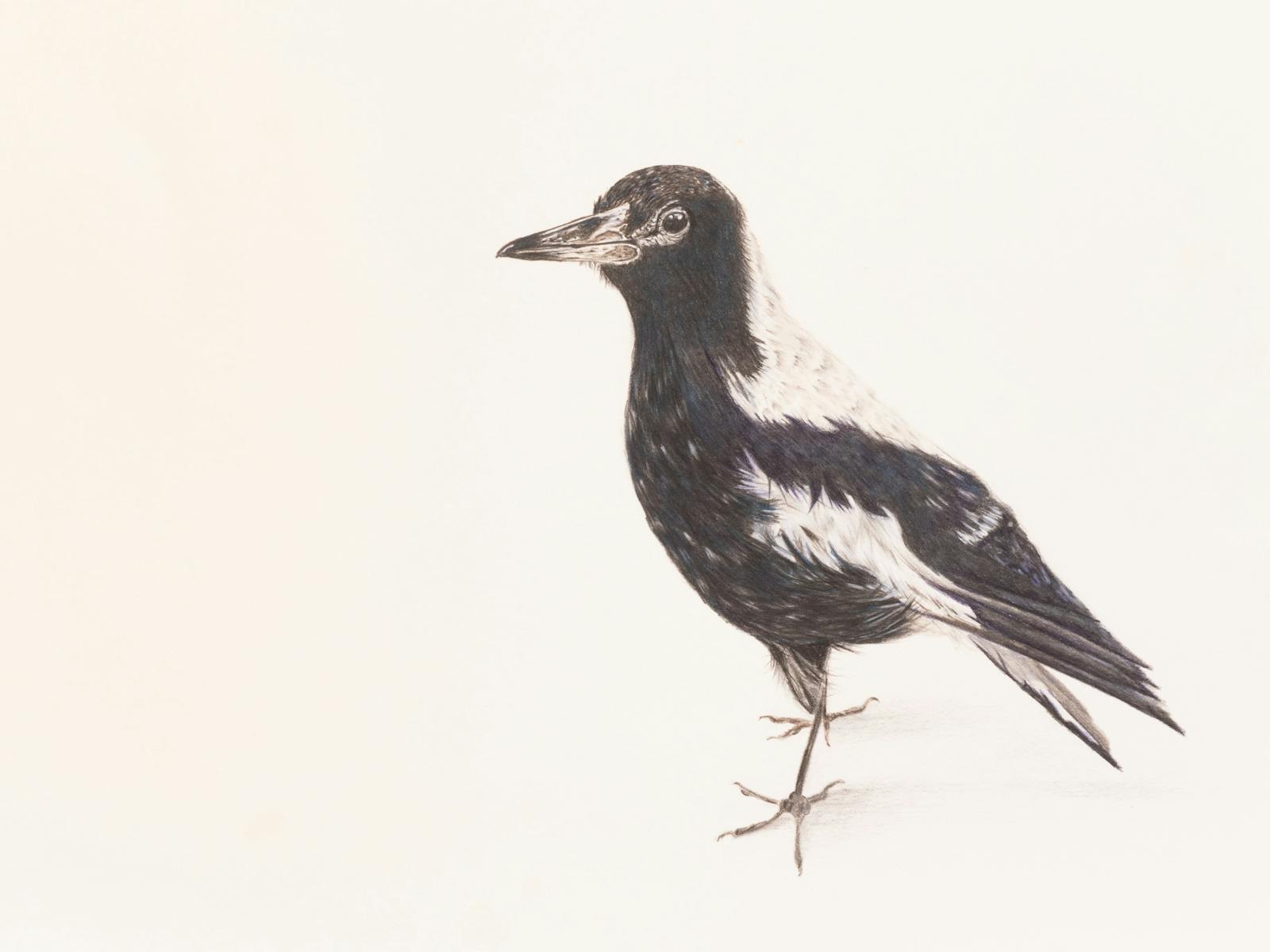 A Black and White Australian Magpie drawn with colour pencil
