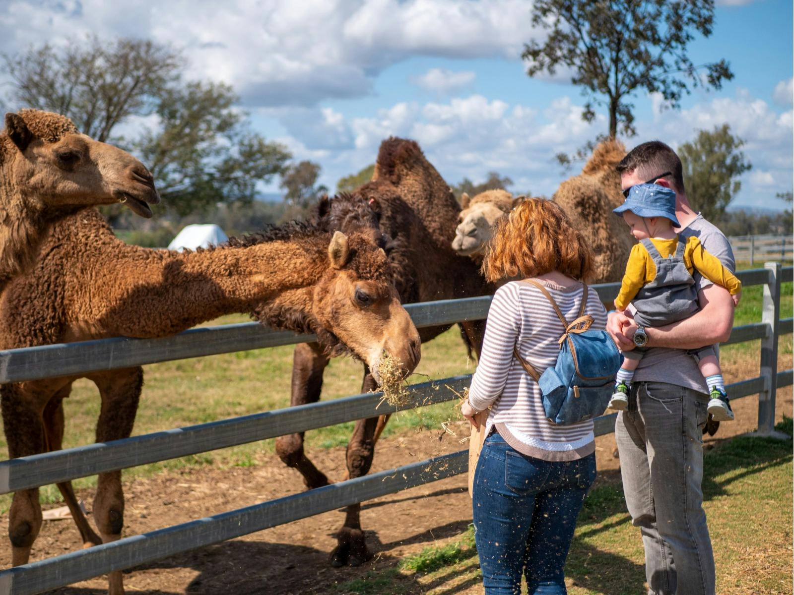 Premium Paddock to Plate Experience