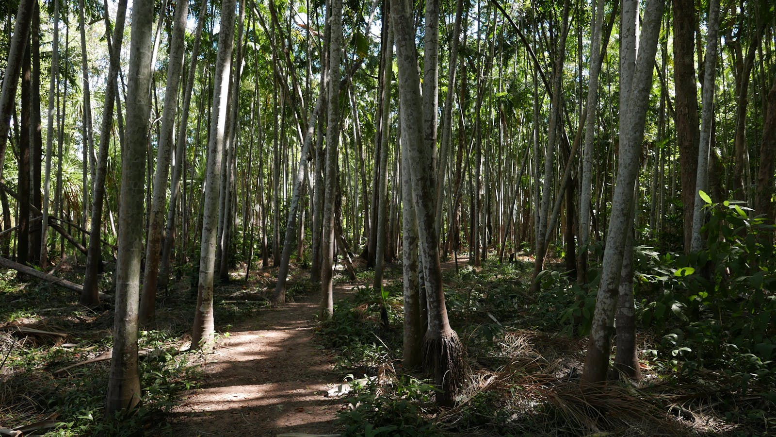 Holmes Jungle Nature Park