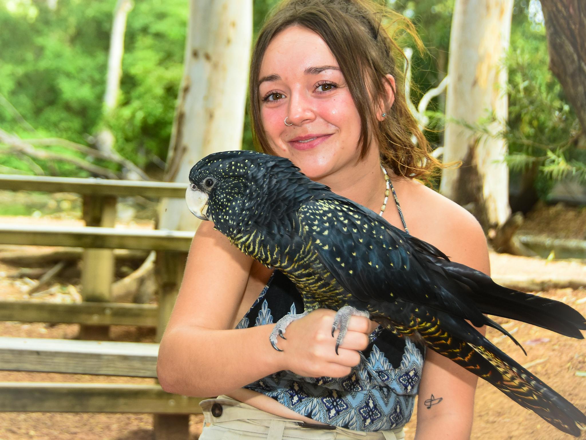 Red-tailed black cockatoo