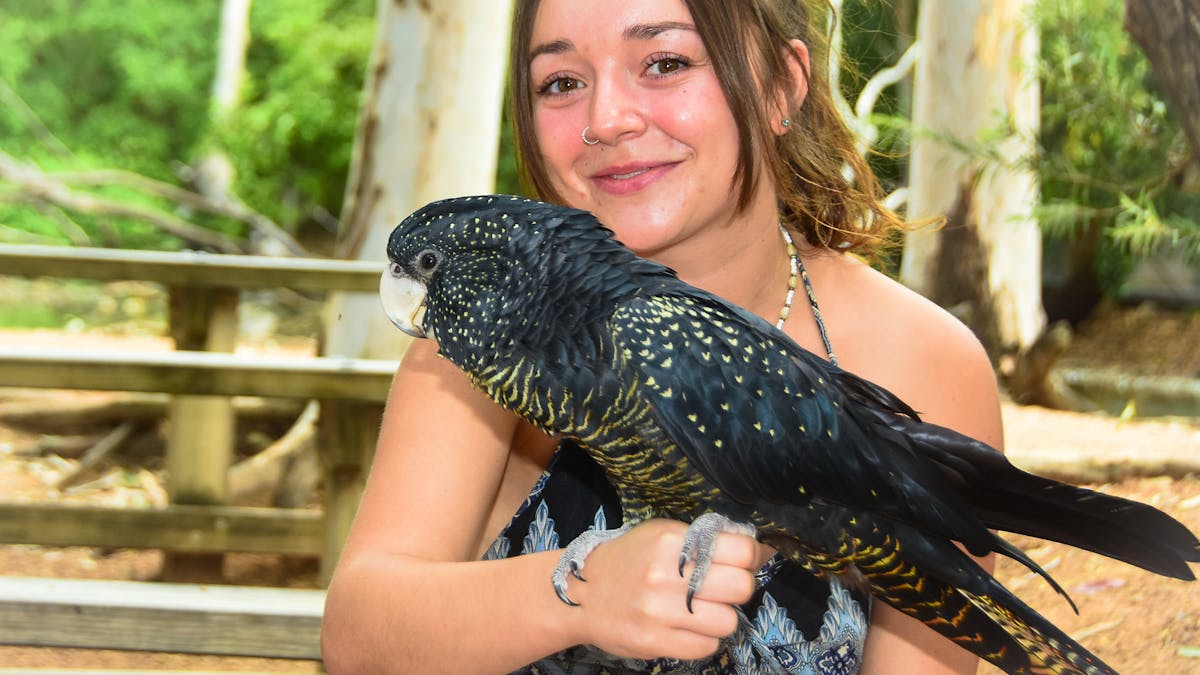 Red-tailed black cockatoo