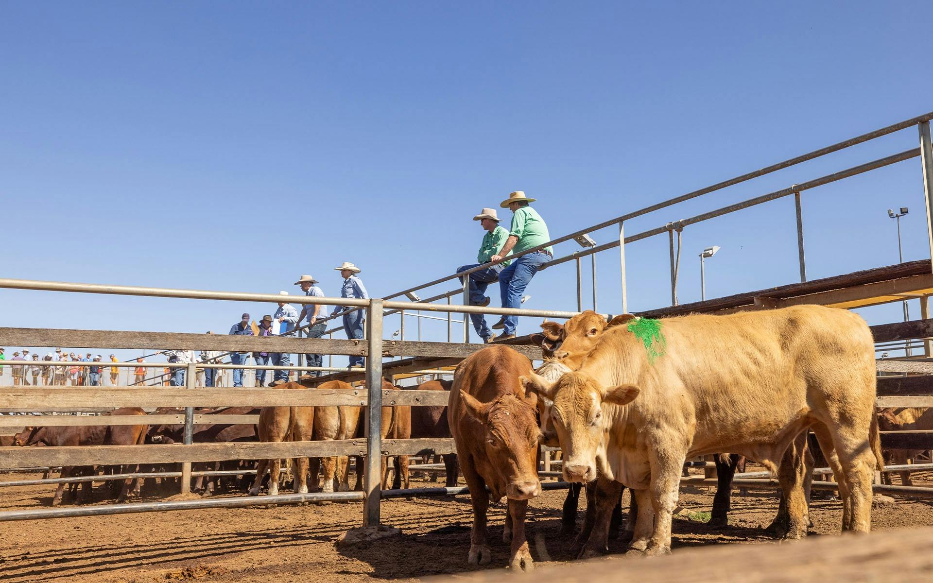 Cattle in the yards with stockmen relaxing above