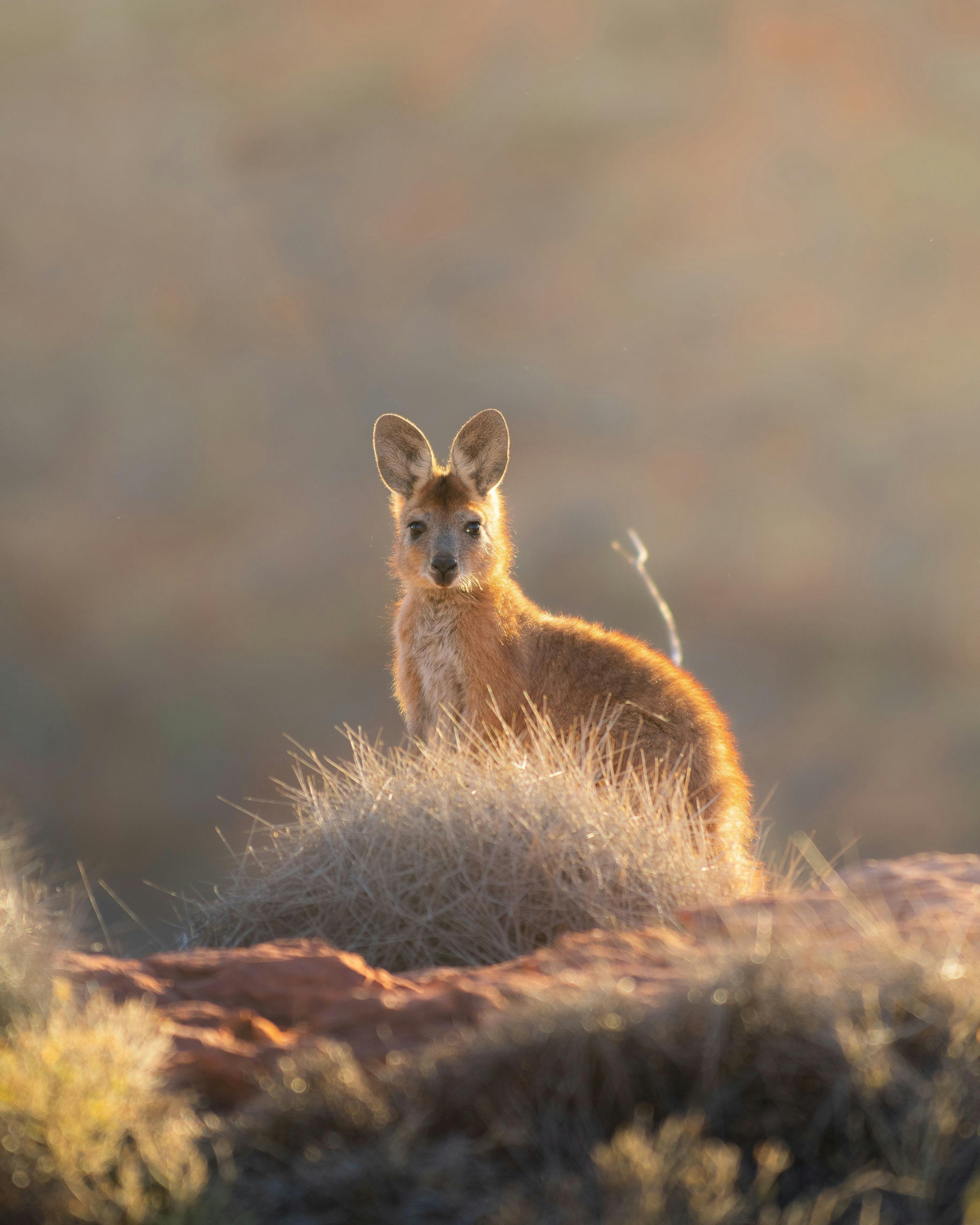 Wallaby