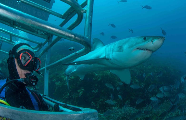 Great White Shark Expedition 3 Nights