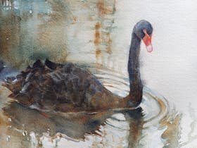 Three Swans – Watercolours of the Coastlands Exhibition Cover Image