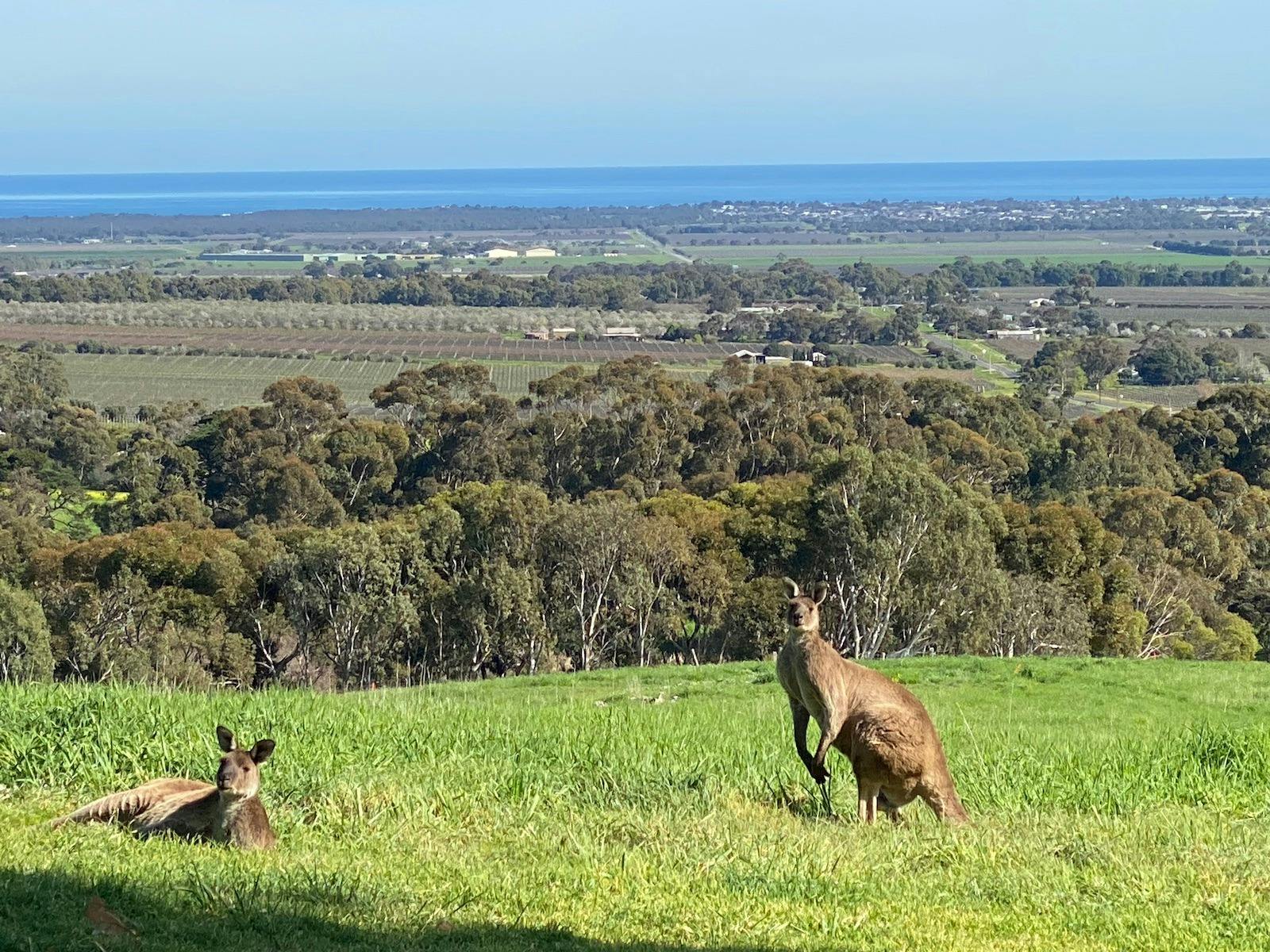 above Willunga