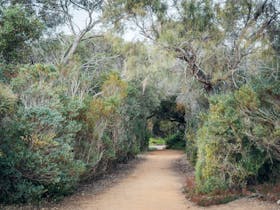 Walk through coastal flora