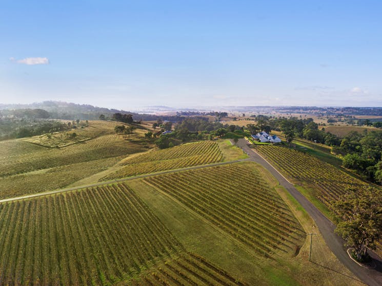 Vineyard view