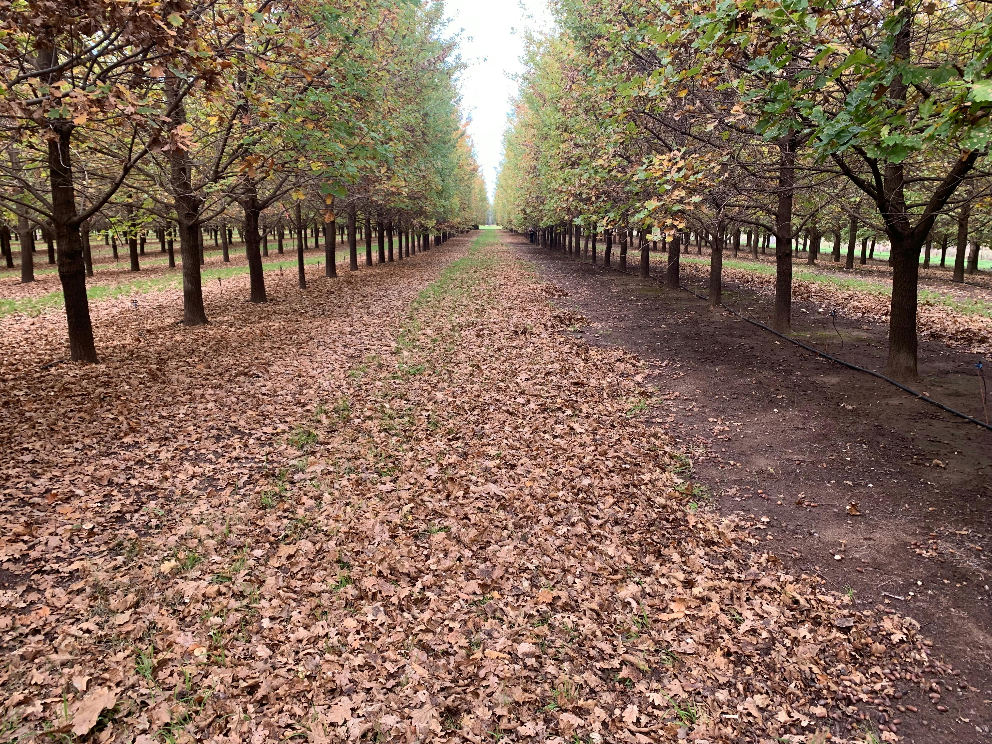 OakShade truffle tasting