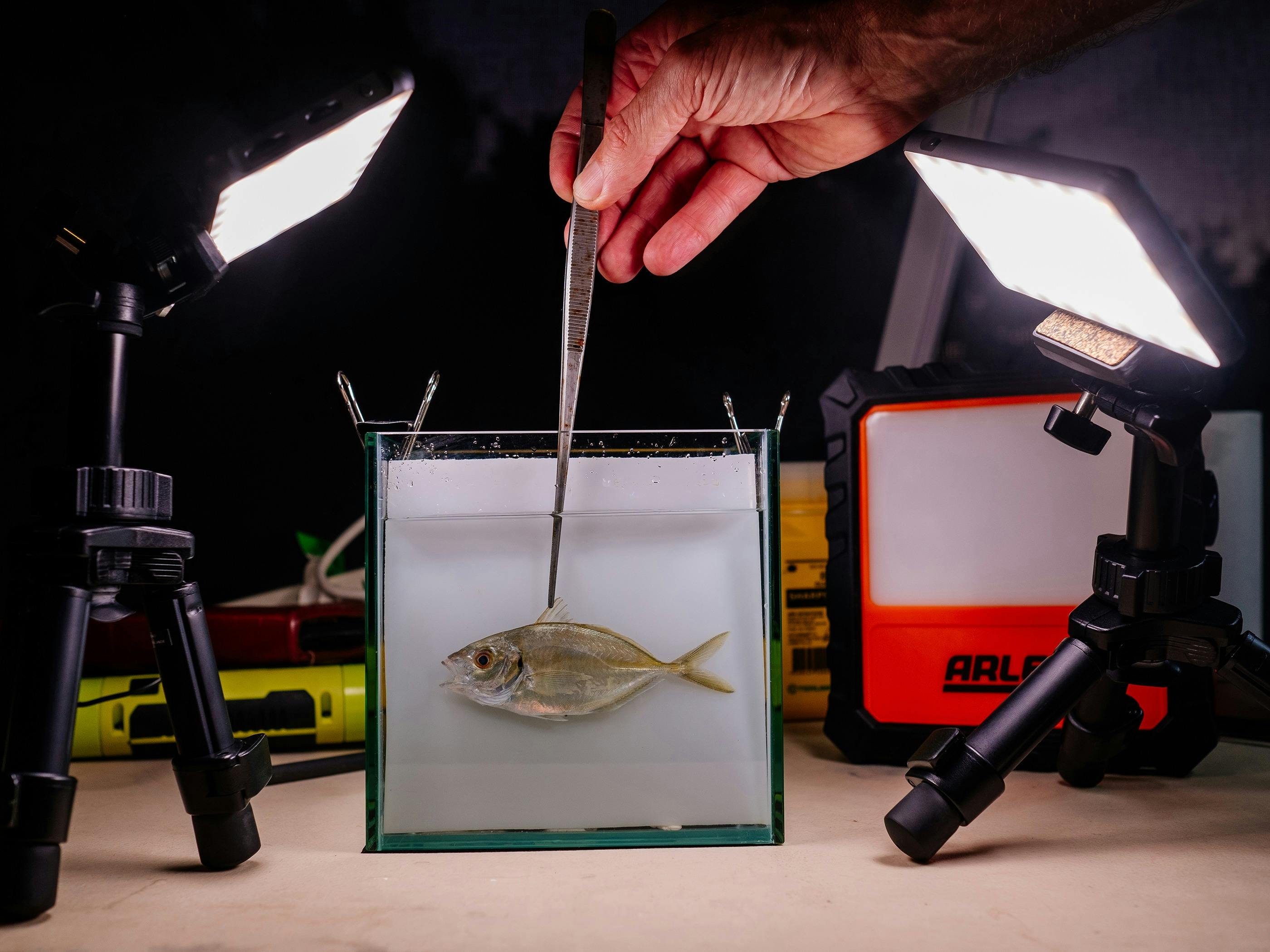 Fish specimen being measured, photographed and recorded