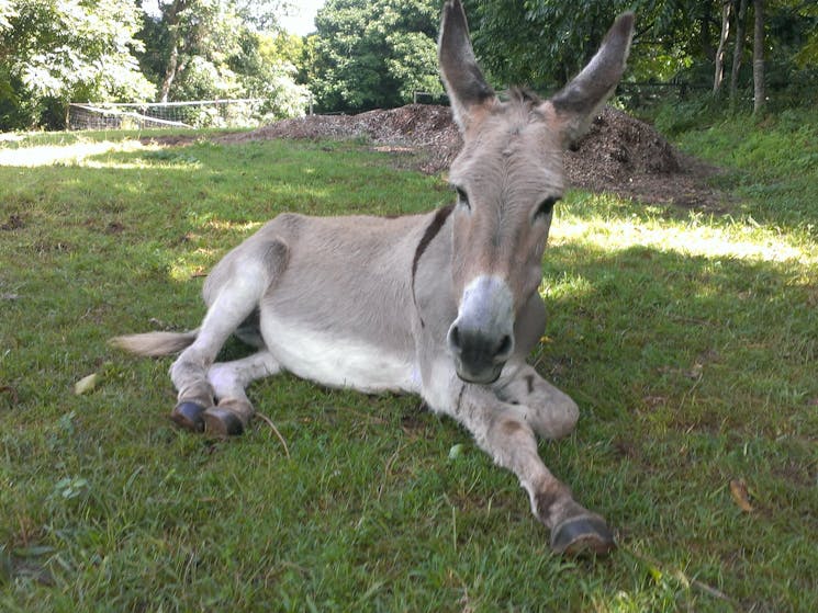 Amy the donkey.