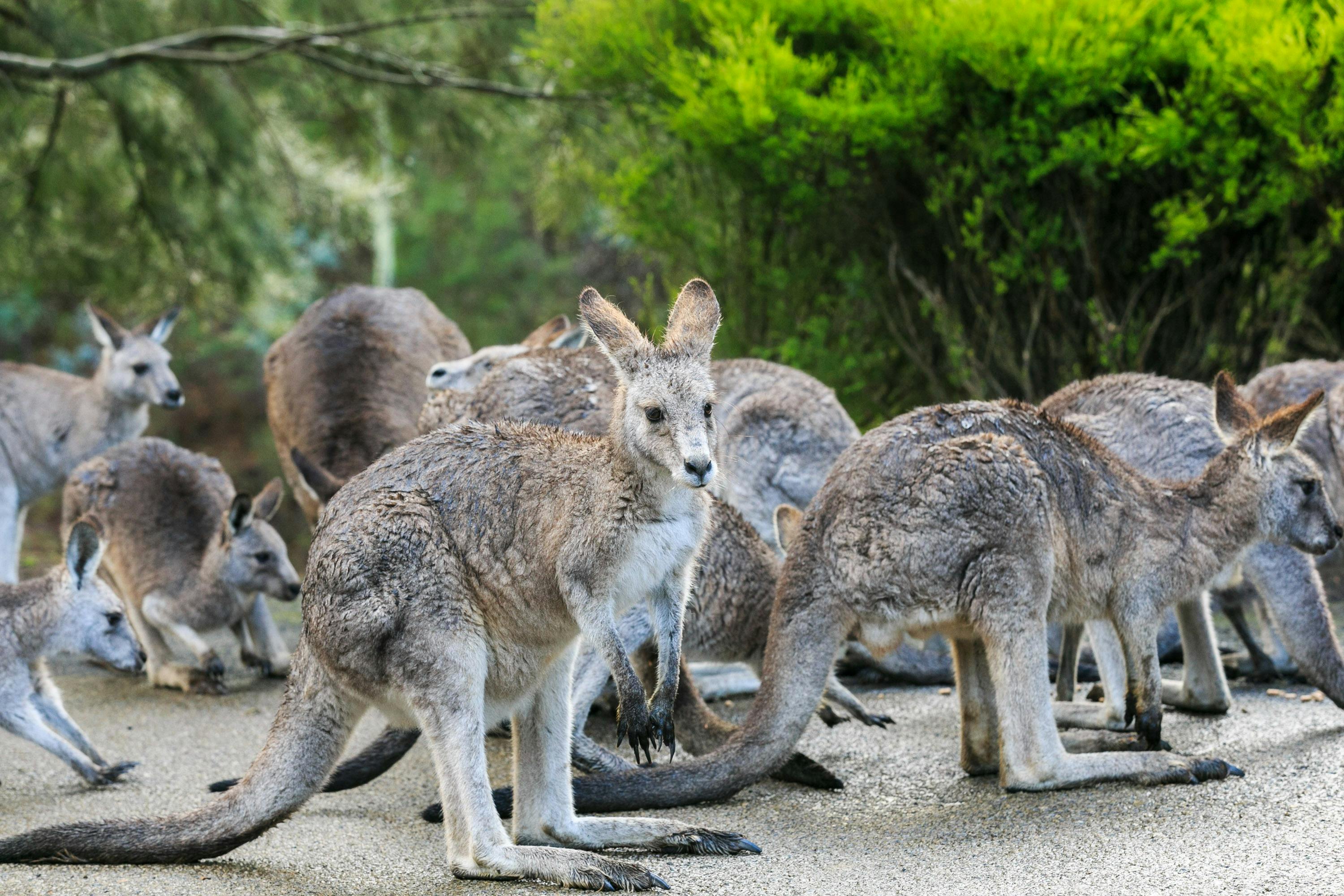 伯林賈克沃特斯
