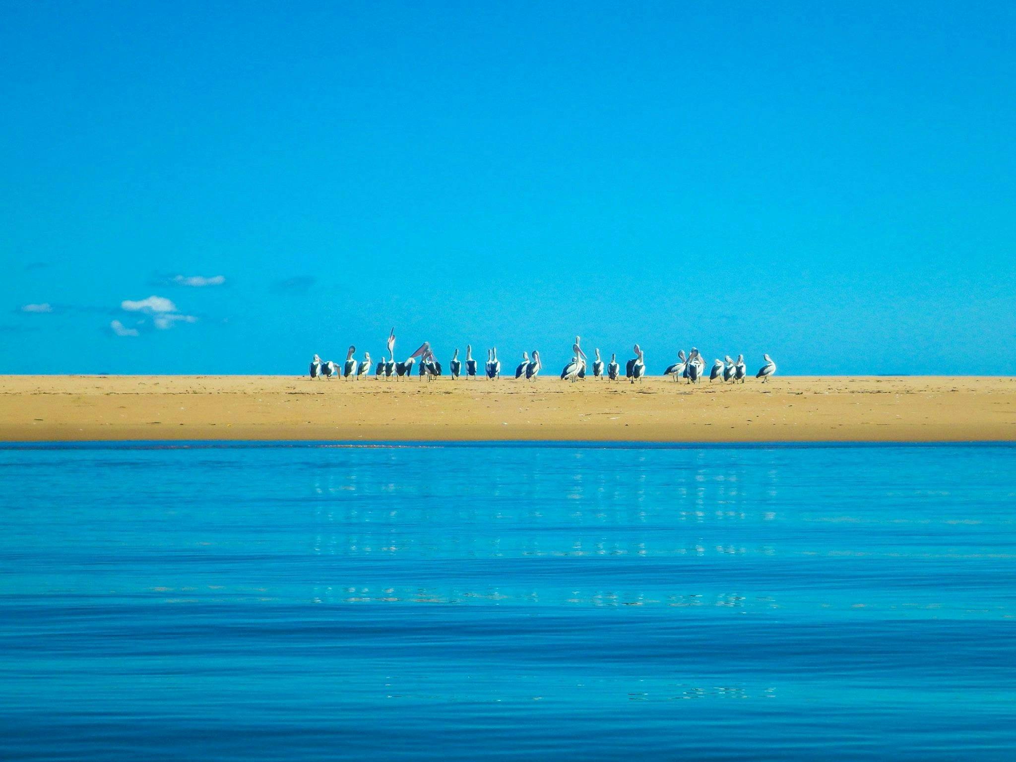 Pelicans resting on a sandbar