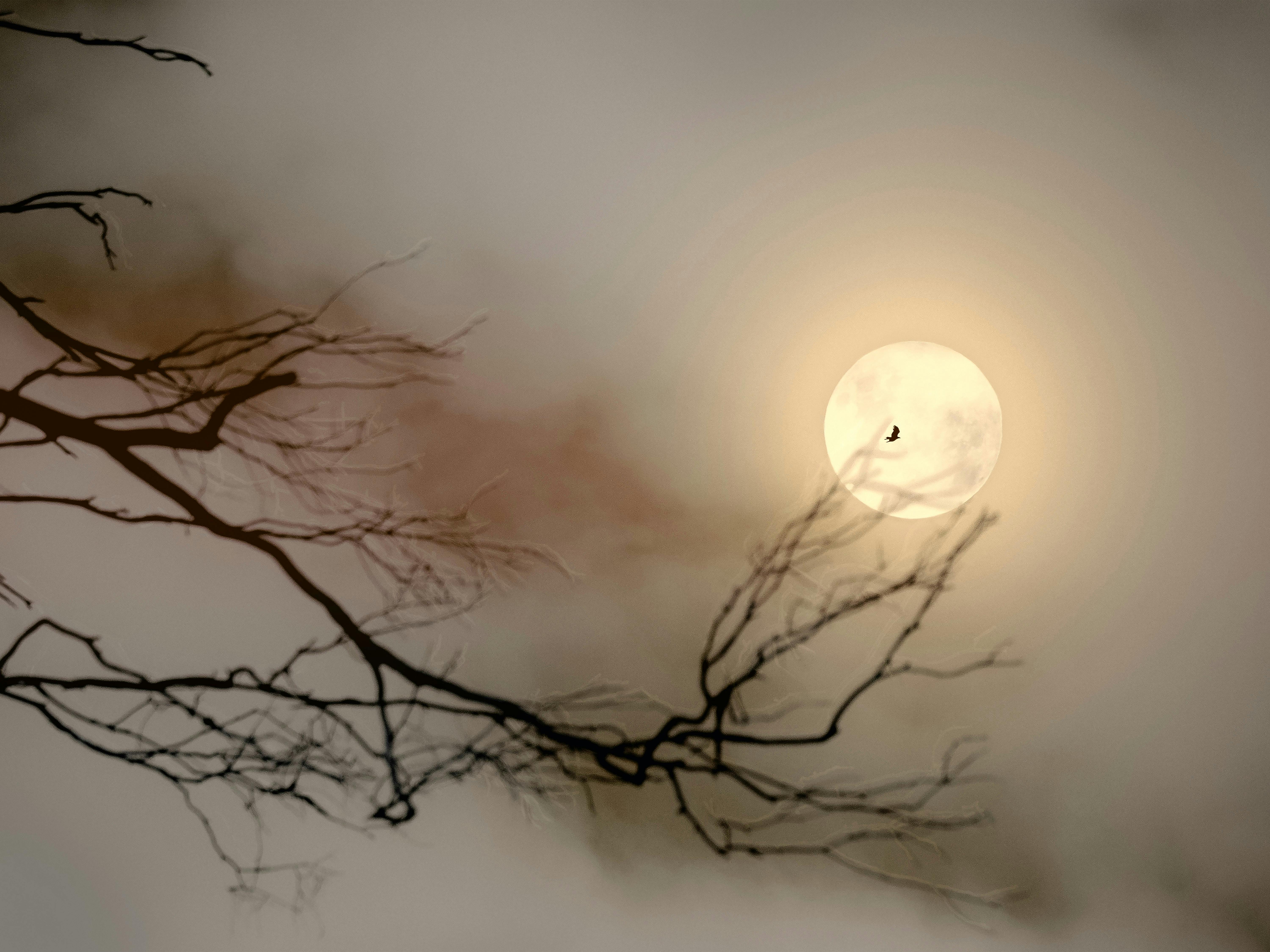 An eagle silhouette flies before a blood moon to escape the tendril of a reaching tree