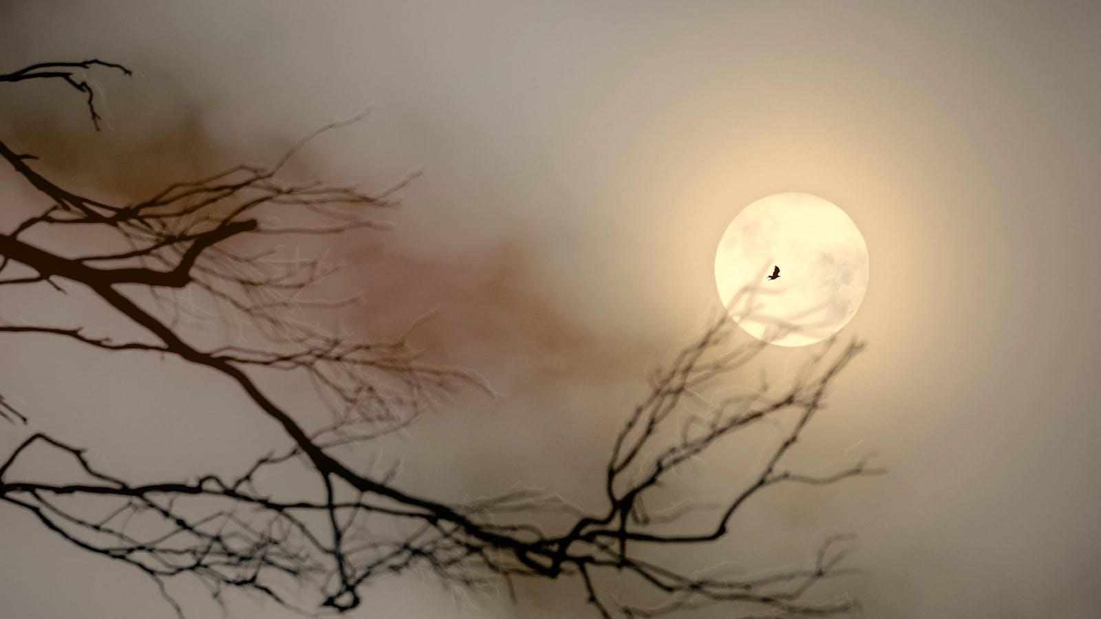 'Eagle Moon' Limited edition fine art photography by Emma Coombes at the Elm & the Raven
