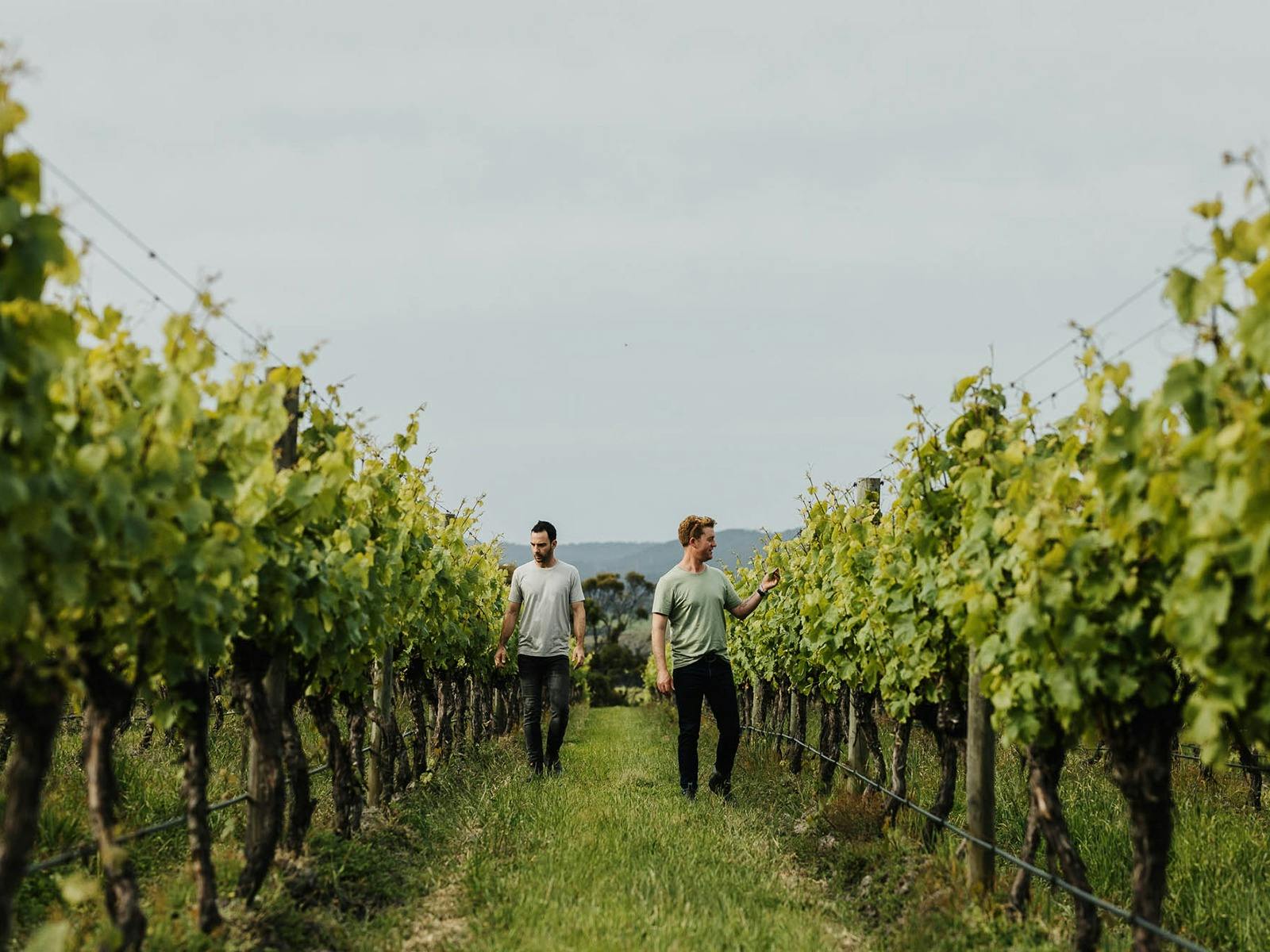 Winemaking starts the vineyard