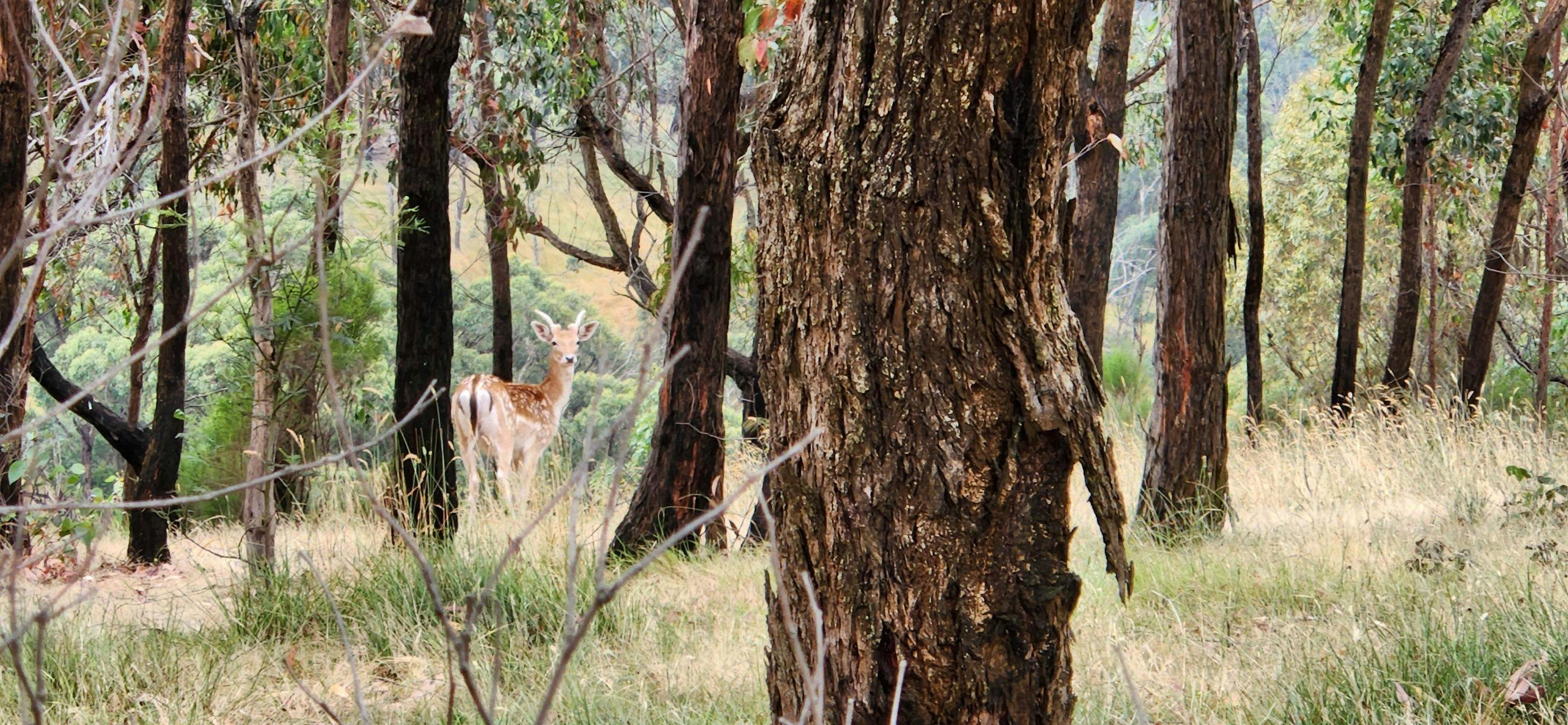 Local wildlife
