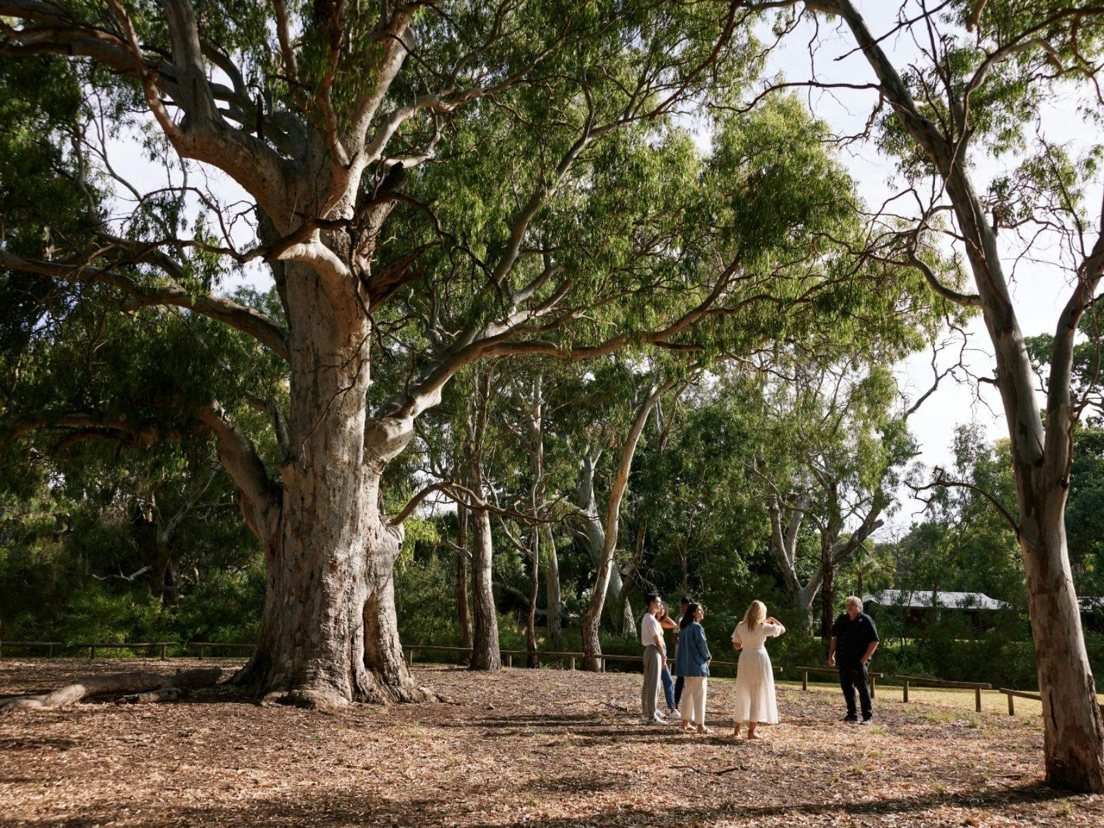 People standing next to a scar tree and listening to tour guide
