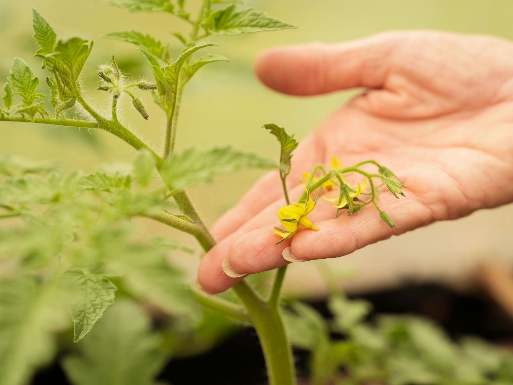 Taste Capricorn Coast