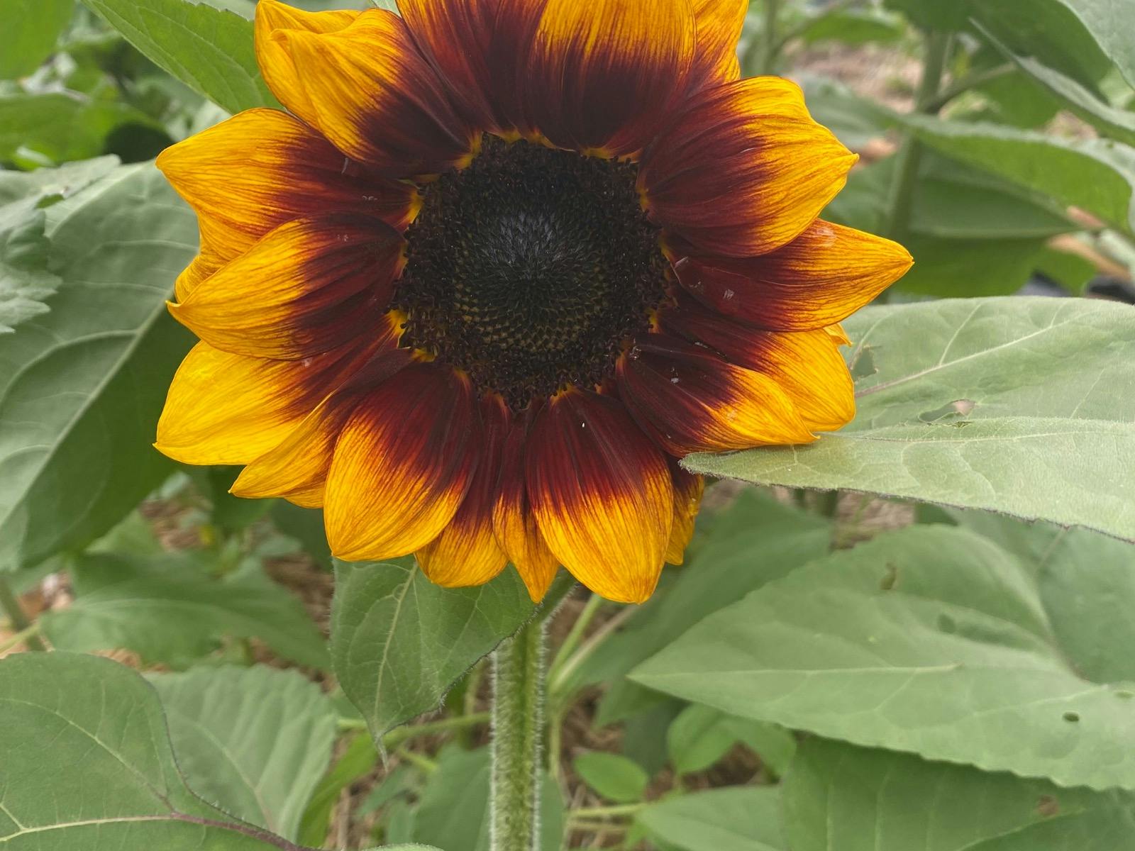 Sunflower with chocolate centre Sunflower with chocolate centre