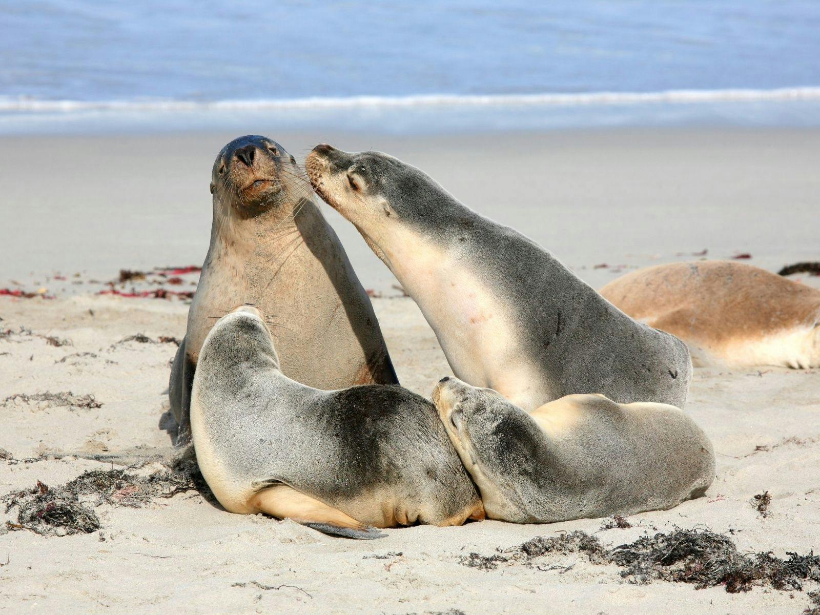 Seals at Seal Bay Kangaroo Island South Australia
